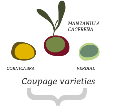 Coupage varieties jacoliva evoo (manzanilla cacerena + verdial + cornicabra)